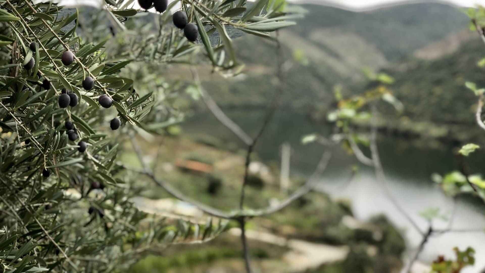 Ramo de oliveira em destaque com paisagem serrana em segundo plano