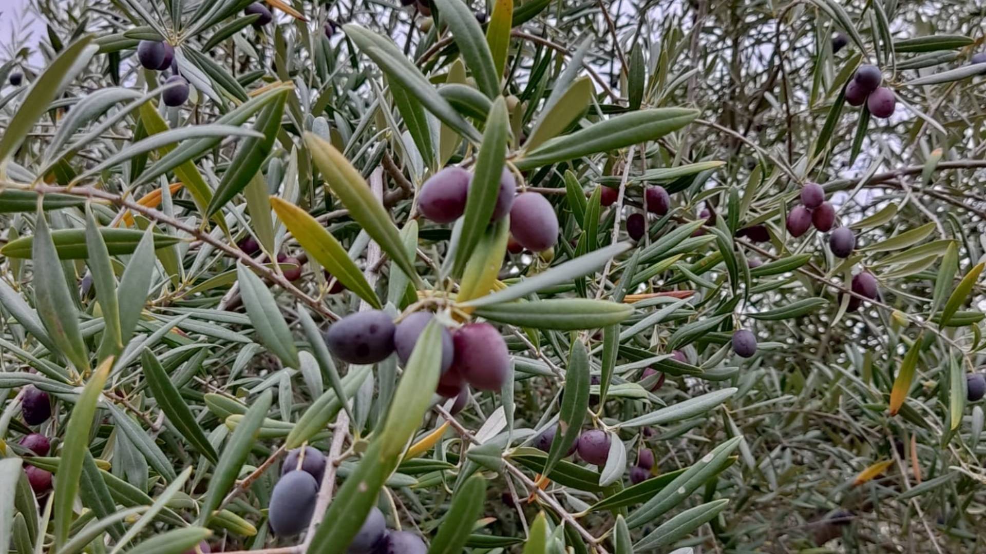 Ramo de oliveira com azeitonas